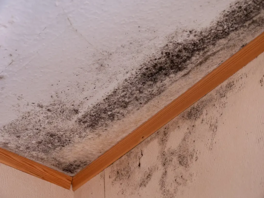 Boise ID Mold Remediation Handyman Mold Remediation Company in Boise ID